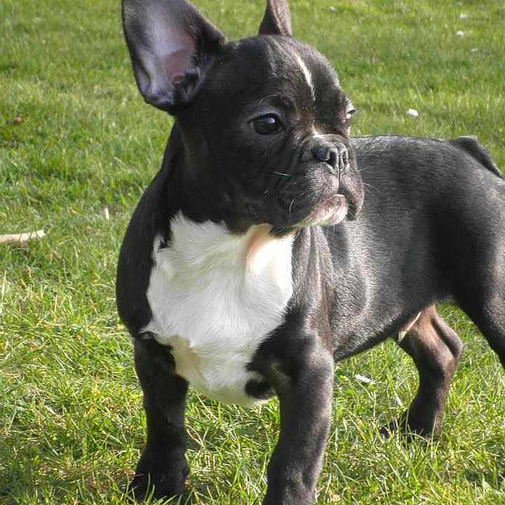 MINI DAX