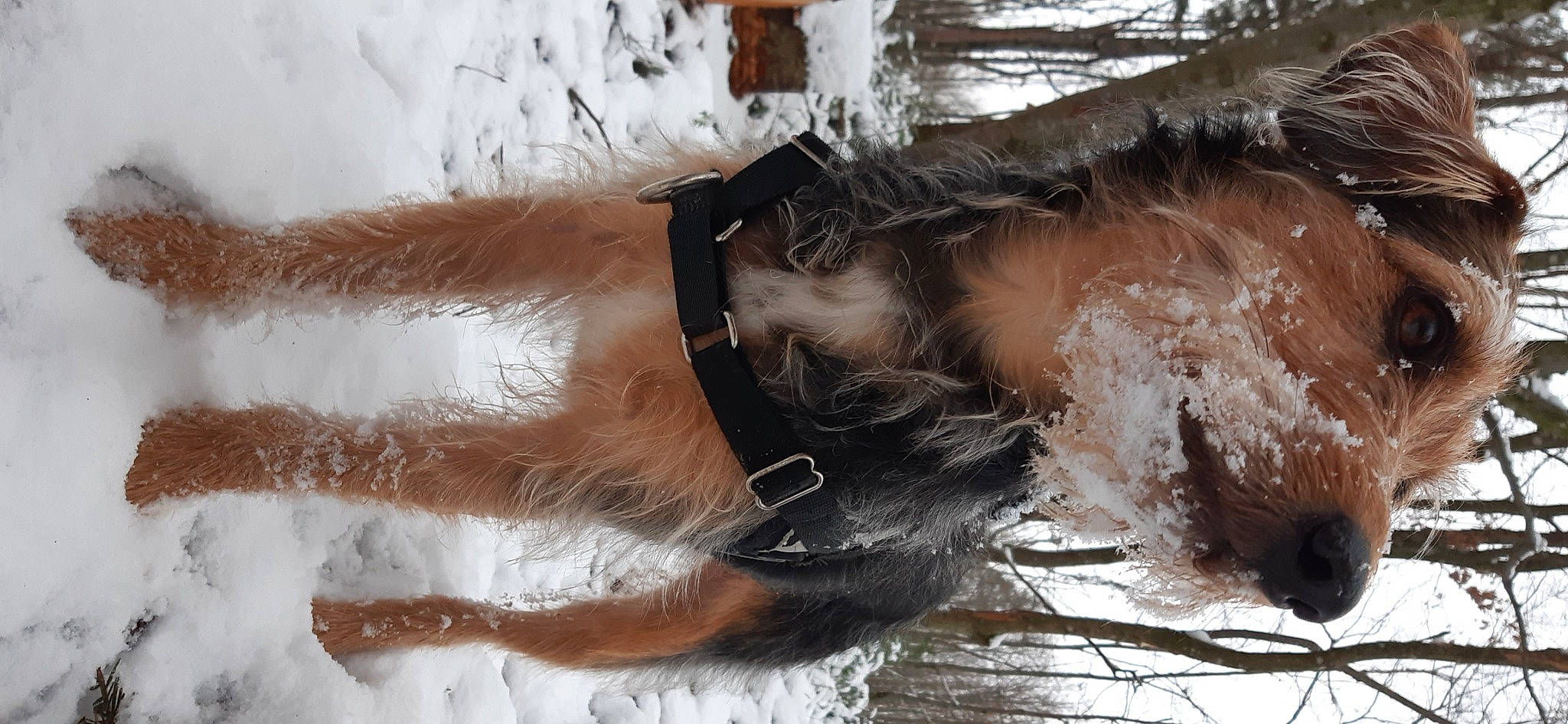 Pixelle participe au concours pour gagner de l'argent avec cette photo : abdomen, back, barechested, bathing, chest, fashion_accessory, feather, flesh, freezing, fun, fur, human_leg, snow, thigh, tree, waist, winter, wood