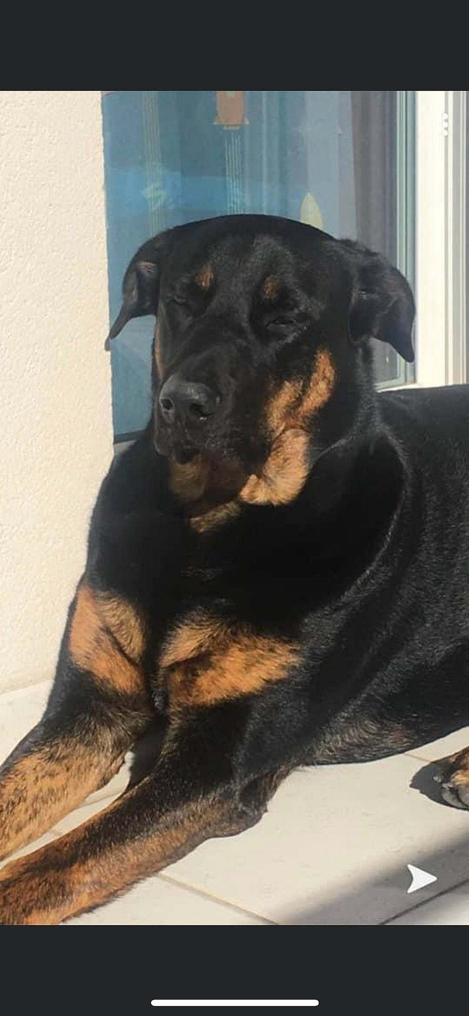 Nouky participe au concours pour gagner de l'argent avec cette photo : canidae, carnivore, companion_dog, dog, dog_breed, fawn, fur, guard_dog, rottweiler, snout, sporting_group, whiskers, working_animal, working_dog