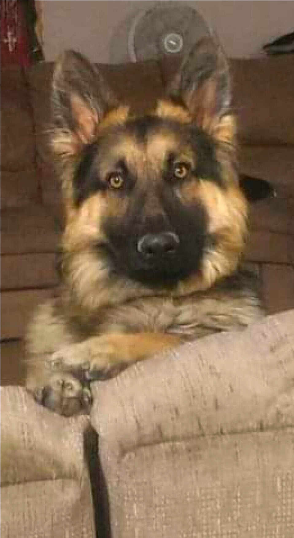 Max Steger is registered to the contest to win money with this photo: dog, german_shepherd, canine, pet, portrait, indoors, couch, sofa, fur, ears, paws, eyes, nose, muzzle, sitting, furniture, living_room, loyal, alert, closeup