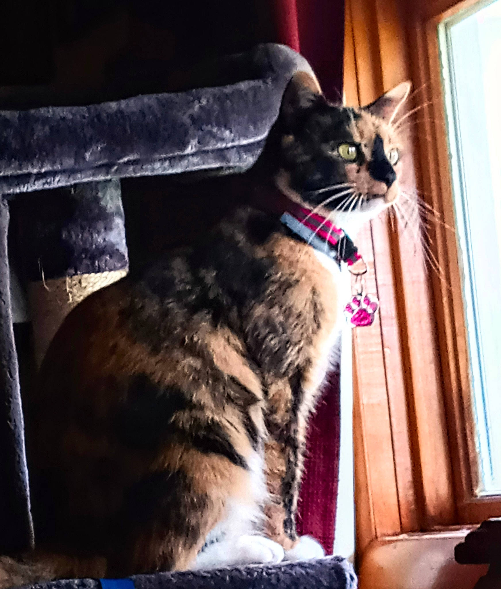 Gemma is registered to the contest to win money with this photo: carnivore, cat, comfort, curtain, domestic_short_haired_cat, felidae, fur, metal, paw, rectangle, sitting, small_to_medium_sized_cats, snout, square, tail, tints_and_shades, tree, whiskers, window, wood