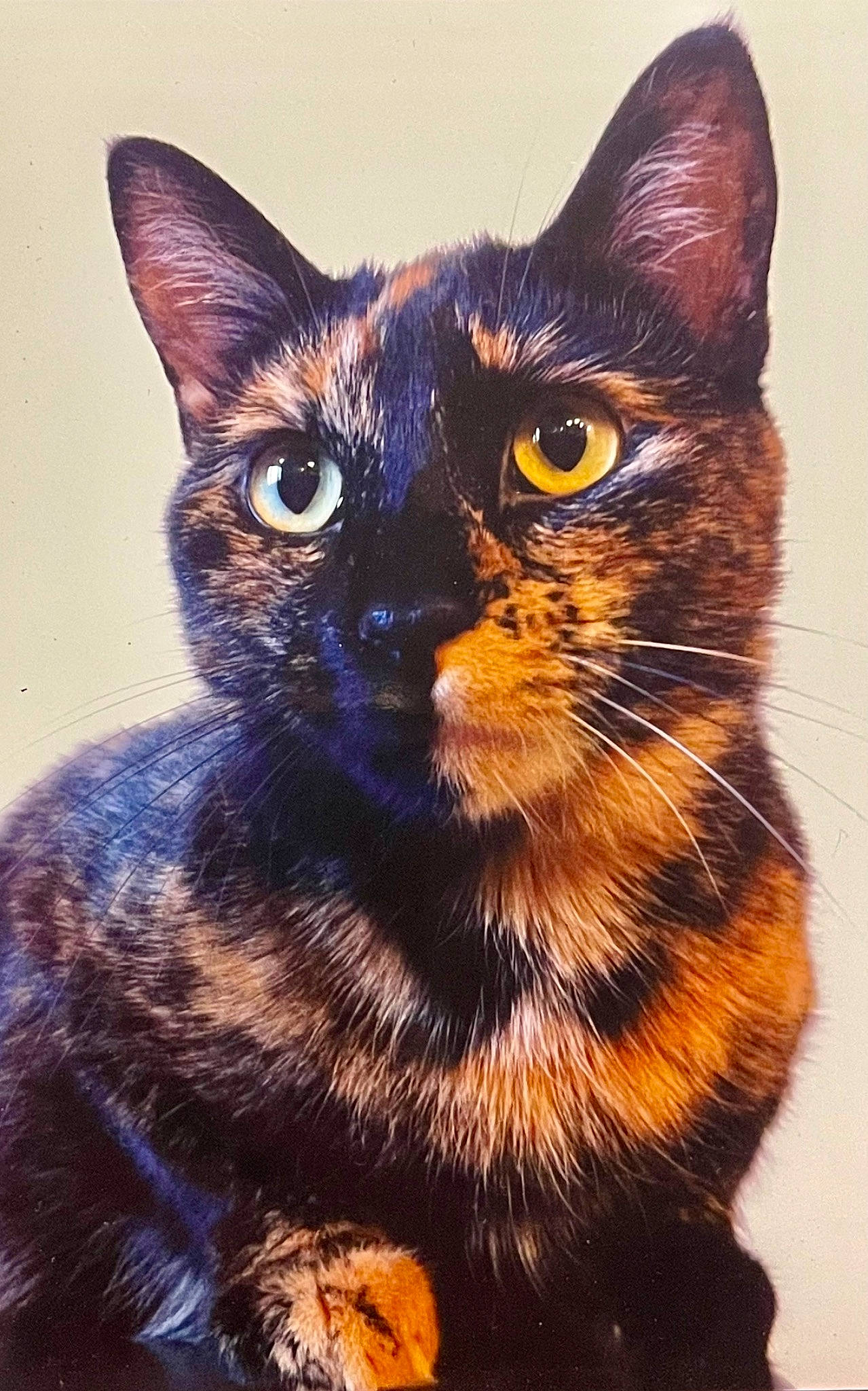 Cairo is registered to the contest to win money with this photo: art, art_paint, black_cat, carnivore, cat, close_up, domestic_short_haired_cat, electric_blue, felidae, fur, illustration, iris, painting, small_to_medium_sized_cats, snout, terrestrial_animal, visual_arts, whiskers, wildlife