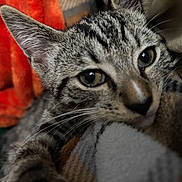 Otto is registered to the contest to win money with this photo: cat, kitten, tabby, close_up, pet, animal, feline, whiskers, ears, eyes, fur, resting, blanket, orange, cozy, curious, indoor, soft, cute, young