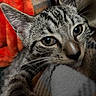 cat, kitten, tabby, close_up, pet, animal, feline, whiskers, ears, eyes, fur, resting, blanket, orange, cozy, curious, indoor, soft, cute, young