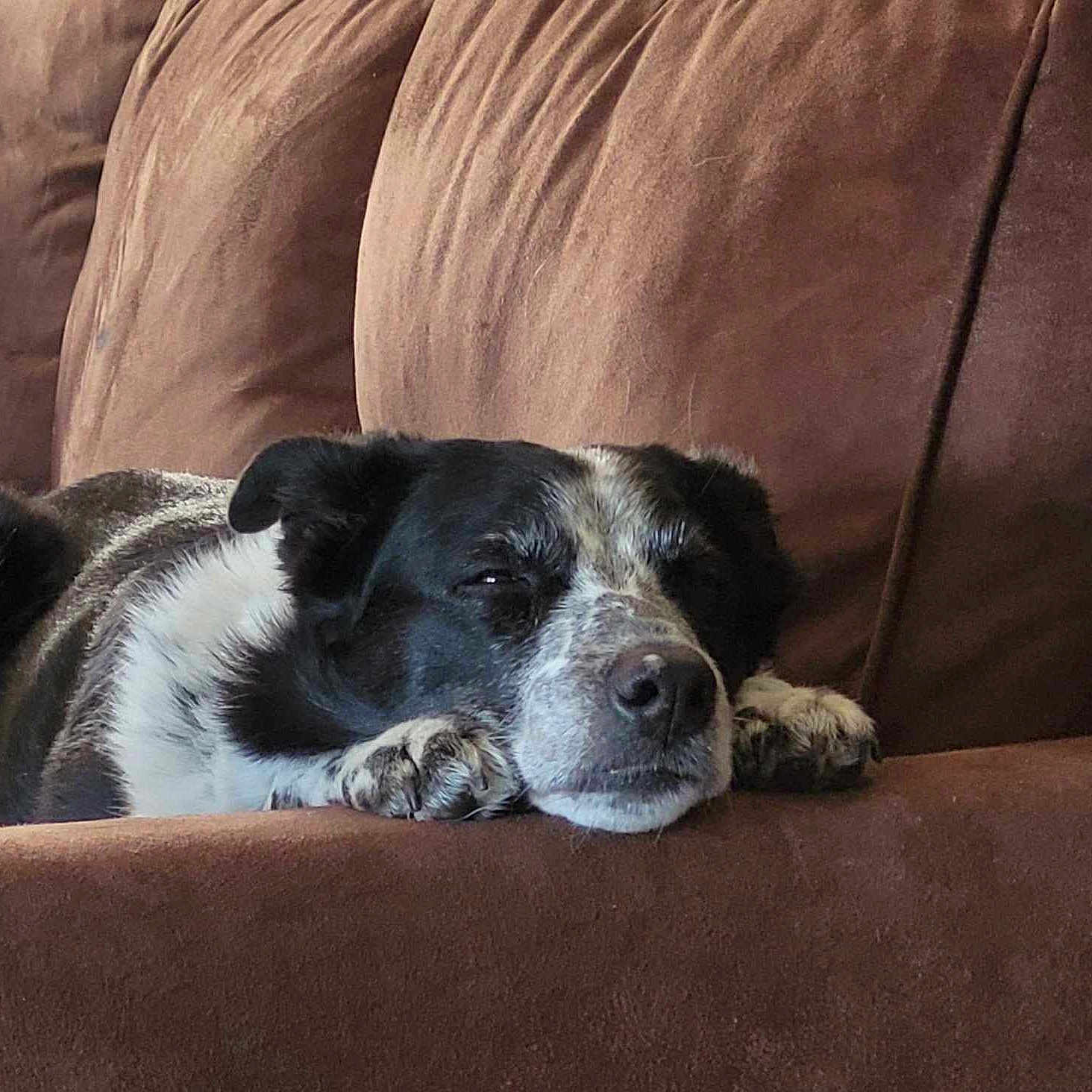 Kaya a rejoint le concours — aidez-le/la à gagner de superbes lots ! animal, black_and_white, brown, canine, close_up, comfortable, companion, couch, dog, domestic, fur, home, indoor, laying, paw, pet, portrait, relaxed, resting, sleepy
