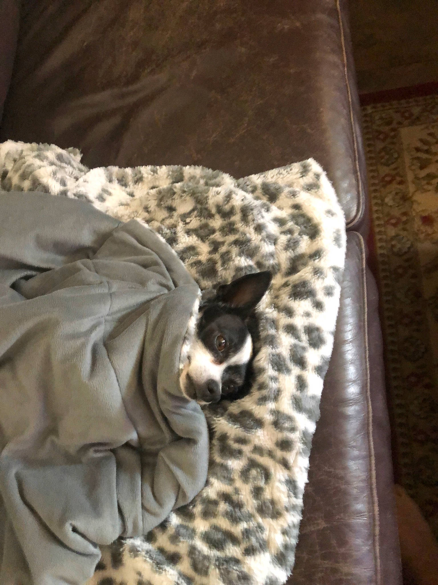 Milly joined the competition — help win amazing prizes! boston_terrier, canidae, carnivore, companion_dog, dog, dog_breed, fawn, french_bulldog, fur, linens, non_sporting_group