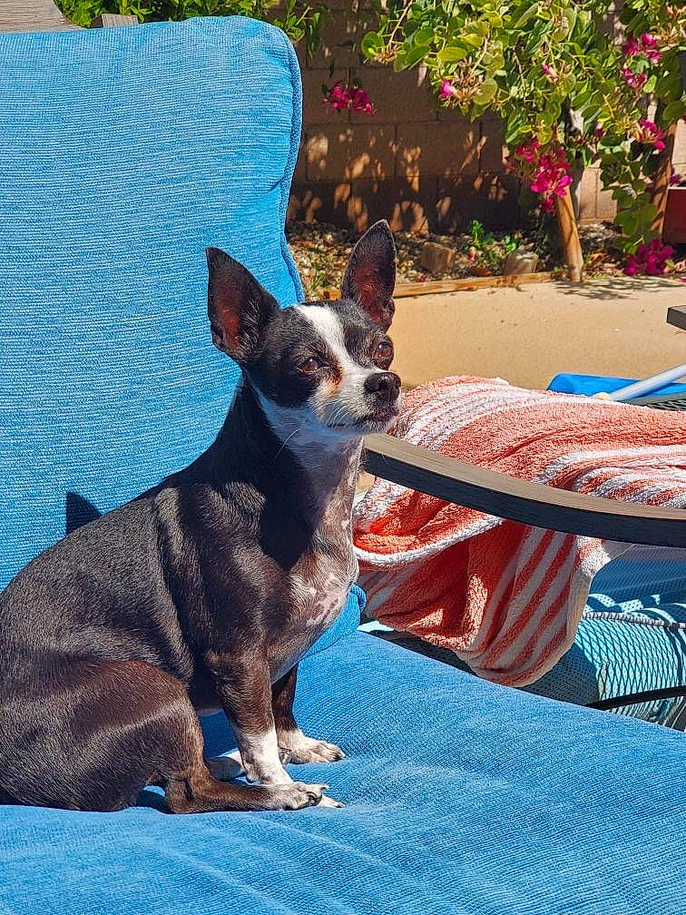 Milly joined the competition — help win amazing prizes! boston_terrier, canidae, carnivore, chihuahua, companion_dog, dog, dog_breed, fawn, mammal, toy_dog, vertebrate