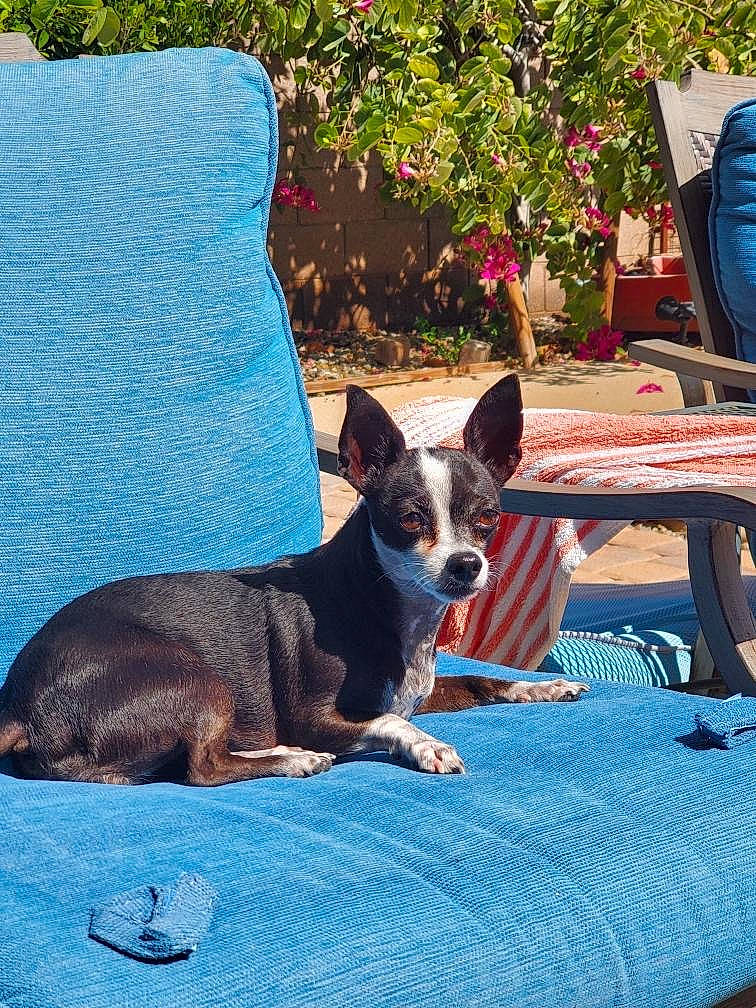 Milly joined the competition — help win amazing prizes! boston_terrier, canidae, carnivore, chihuahua, companion_dog, dog, dog_breed, mammal, puppy, vertebrate