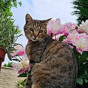 Petit Clown a rejoint le concours — aidez-le/la à gagner de superbes lots ! cat, tabby_cat, flower, peony, plant, greenery, brick, outdoor, sky, garden, nature, pet, animal, feline, flora, leaf, bloom, sitting, closeup, daylight