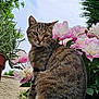 cat, tabby_cat, flower, peony, plant, greenery, brick, outdoor, sky, garden, nature, pet, animal, feline, flora, leaf, bloom, sitting, closeup, daylight