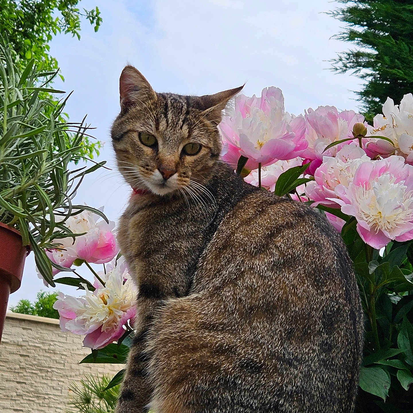 Petit Clown a rejoint le concours — aidez-le/la à gagner de superbes lots ! animal, bloom, brick, cat, closeup, daylight, feline, flora, flower, garden, greenery, leaf, nature, outdoor, peony, pet, plant, sitting, sky, tabby_cat