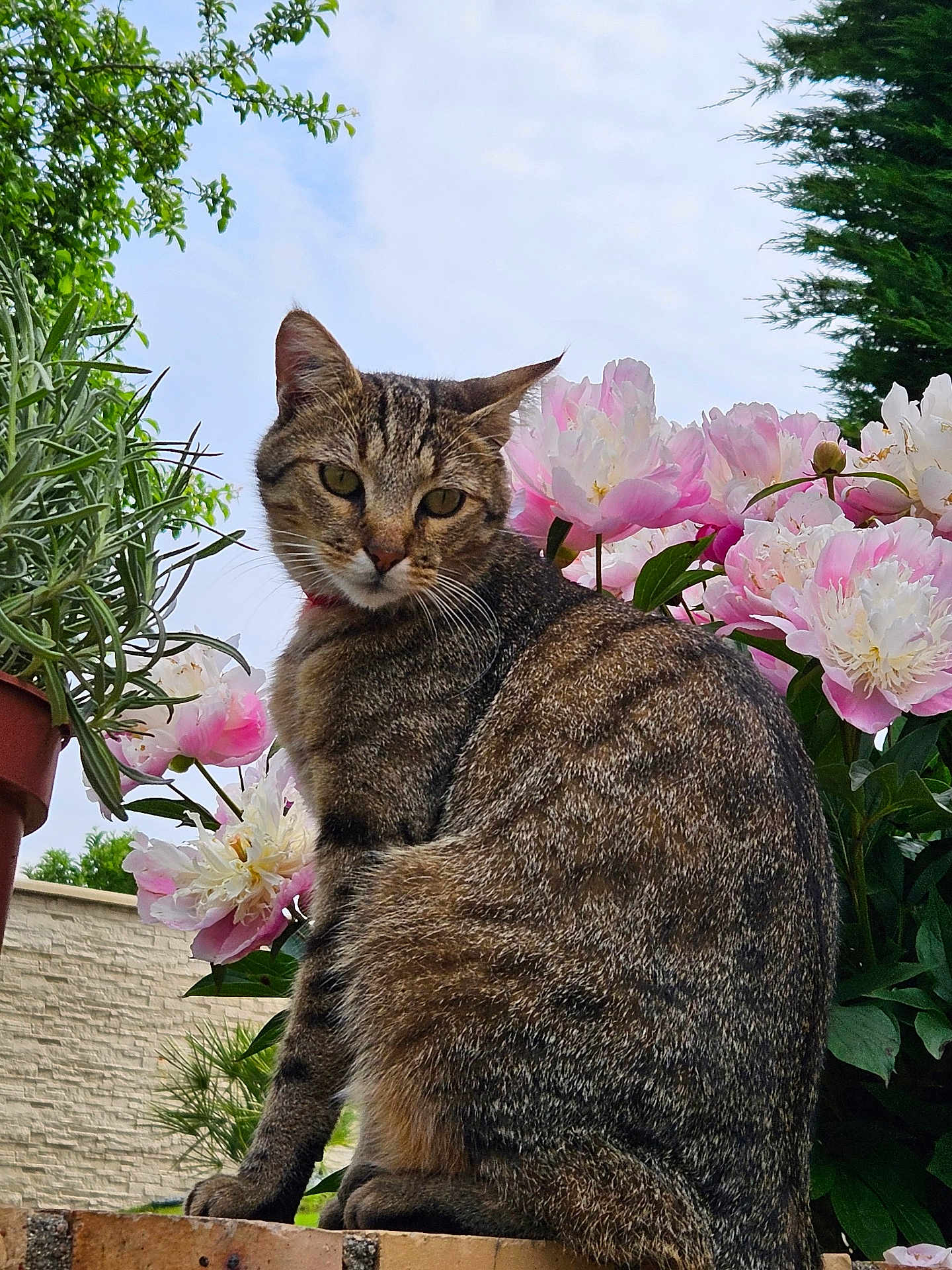 Petit Clown a rejoint le concours — aidez-le/la à gagner de superbes lots ! cat, tabby_cat, flower, peony, plant, greenery, brick, outdoor, sky, garden, nature, pet, animal, feline, flora, leaf, bloom, sitting, closeup, daylight