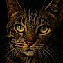 cat, tabby, close_up, green_eyes, whiskers, fur, portrait, animal, pet, face, mammal, looking, ears, no_human, domestic_cat, feline, black_background, detailed, sharp_focus, animal_portrait