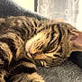 cat, tabby, sleeping, feline, pet, whiskers, fur, close_up, relaxation, cozy, indoor, blanket, soft_texture, animal, peaceful, nap, cute, domestic_cat, resting, sunlight