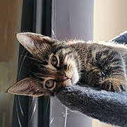 Winstone a rejoint le concours — aidez-le/la à gagner de superbes lots ! kitten, tabby, cat, indoor, curtains, soft_fabric, close_up, pet, fur, whiskers, relaxed, window_light, cozy, animal, young, cute, resting, feline, portrait, domestic