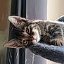 kitten, tabby, cat, indoor, curtains, soft_fabric, close_up, pet, fur, whiskers, relaxed, window_light, cozy, animal, young, cute, resting, feline, portrait, domestic