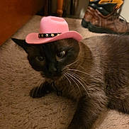 Shania Twain joined the competition — help win amazing prizes! animal, bedroom, black_cat, boots, carpet, cat, close_up, cowboy_hat, fashion, feline, funny, furniture, green_eyes, indoor, lying_down, pet, pink_hat, portrait, western_theme, whiskers