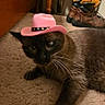 cat, black_cat, pink_hat, cowboy_hat, pet, animal, feline, whiskers, green_eyes, lying_down, carpet, bedroom, boots, furniture, indoor, portrait, close_up, funny, western_theme, fashion