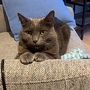 Moustache participe au concours pour gagner de l'argent avec cette photo : armrest, cat, couch, cozy, domestic_animal, ears, feline, furniture, gray_cat, home, indoor, living_room, pet, photo_frames, pillow, relaxed, resting, shelf, whiskers, yellow_eyes