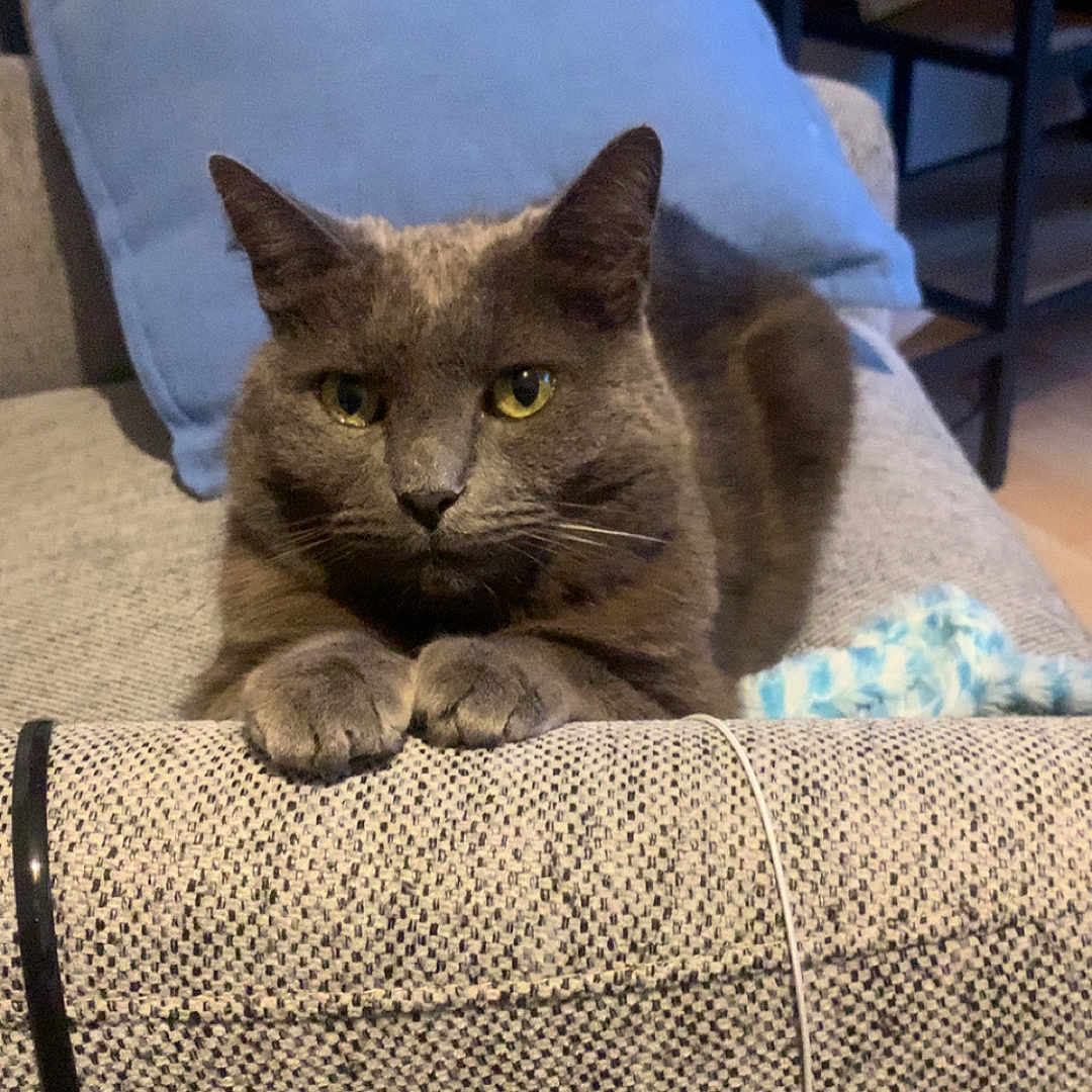 Moustache participe au concours pour gagner de l'argent avec cette photo : armrest, cat, couch, cozy, domestic_animal, ears, feline, furniture, gray_cat, home, indoor, living_room, pet, photo_frames, pillow, relaxed, resting, shelf, whiskers, yellow_eyes