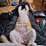 Lascar a rejoint le concours — aidez-le/la à gagner de superbes lots ! cat, fluffy_cat, belly_up, white_fur, orange_fur, relaxed, sleeping, lounging, pet, animal, blanket, couch, living_room, tiled_floor, blue_toy, red_decoration, indoor, cozy, furry, playful