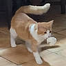 cat, orange_cat, white_cat, pet, animal, feline, indoor, floor, tile, playful, playing, ball, toy, stalking, walking, raised_tail, short_hair, orange_and_white, domestic_animal, action_pose