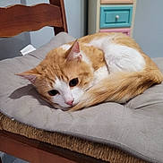 Lascar participe au concours pour gagner de l'argent avec cette photo : cat, orange_cat, white_cat, pet, animal, fur, fluffy, sleeping, resting, curled_up, face, eyes, whiskers, pink_nose, indoors, chair, cushion, wooden_furniture, cozy, portrait