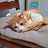 cat, orange_cat, white_cat, pet, animal, fur, fluffy, sleeping, resting, curled_up, face, eyes, whiskers, pink_nose, indoors, chair, cushion, wooden_furniture, cozy, portrait