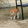Lascar a rejoint le concours — aidez-le/la à gagner de superbes lots ! cat, orange_cat, white_cat, fluffy, standing, outdoor, patio, furniture, chair, ground, concrete, wall, tail, whiskers, ears, paws, animal, pet, backyard, portrait