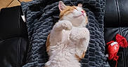Lascar a rejoint le concours — aidez-le/la à gagner de superbes lots ! cat, kitten, orange_and_white, sleeping, relaxed, belly_up, indoor, couch, blanket, plush, furry, cute, pet, lounging, resting, whiskers, pink_nose, closed_eyes, red_toy, tile_floor