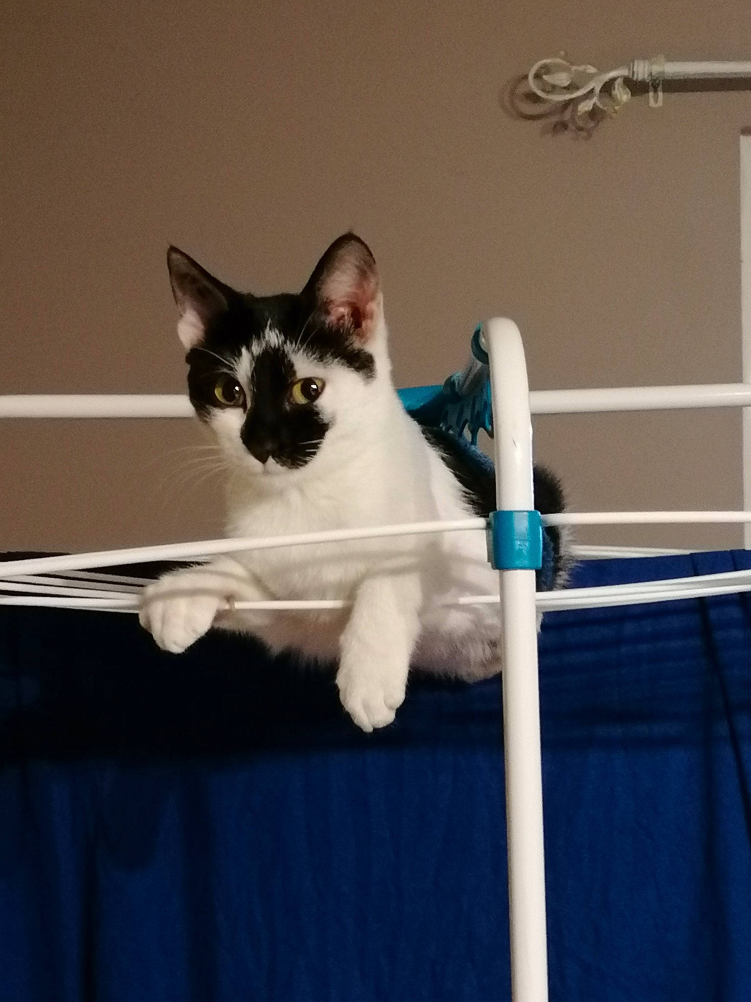 Patsy