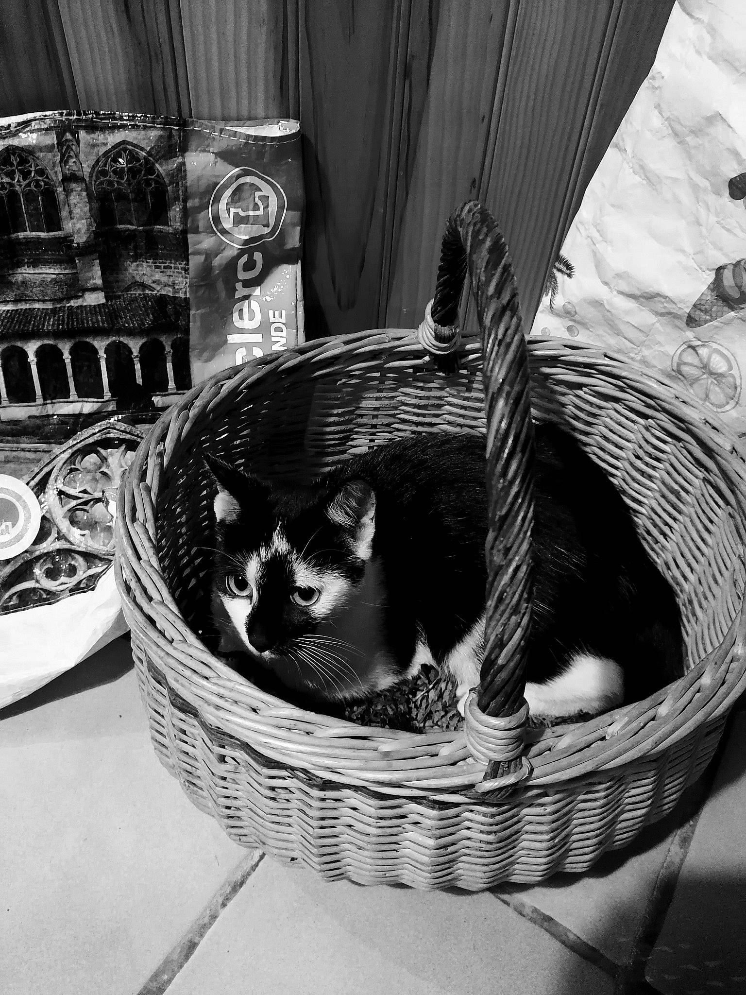 Patsy a rejoint le concours — aidez-le/la à gagner de superbes lots ! basket, black, black_and_white, canidae, carnivore, cat, companion_dog, felidae, home_accessories, kitten, monochrome, monochrome_photography, non_sporting_group, small_to_medium_sized_cats, style, whiskers, white, wicker