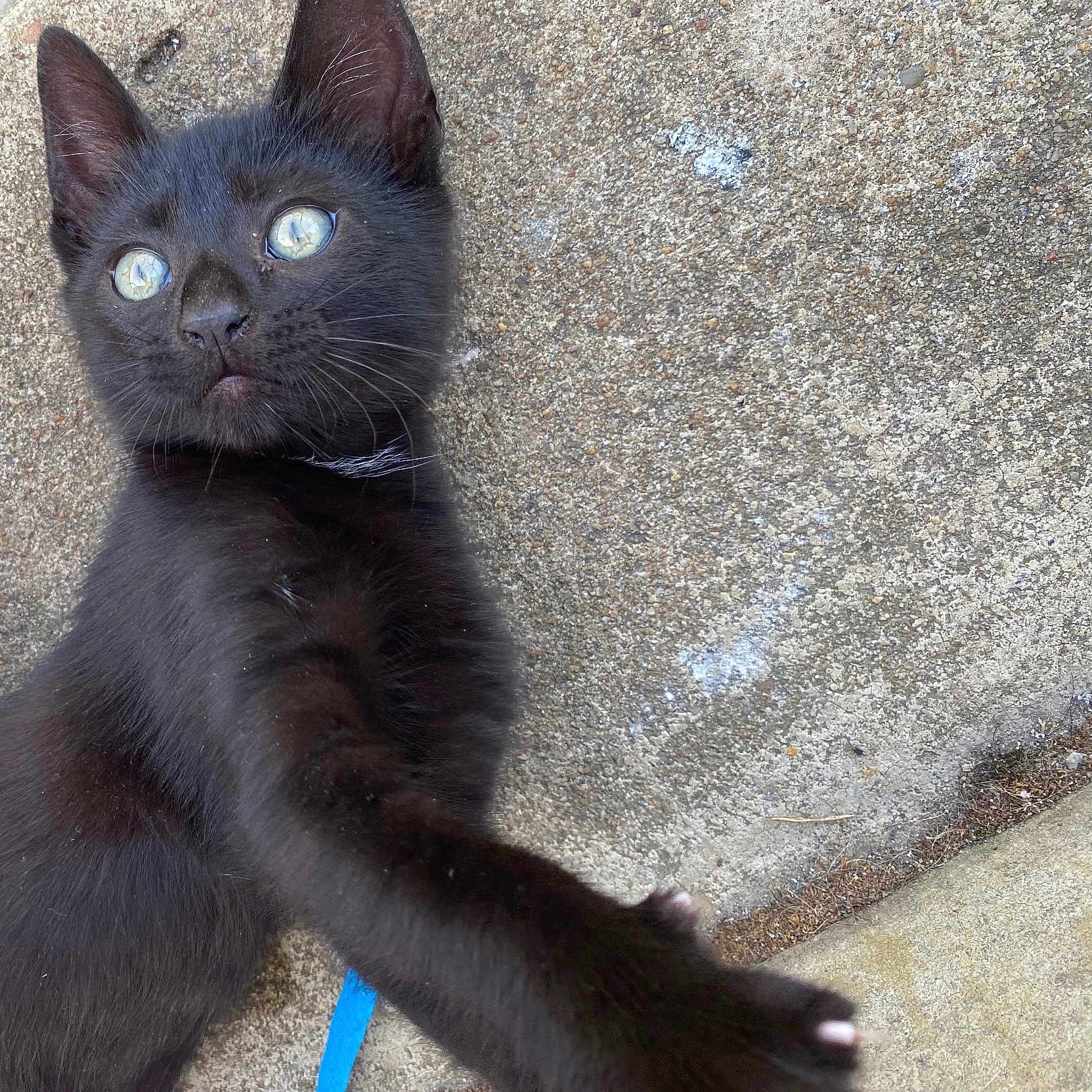 Uka a rejoint le concours — aidez-le/la à gagner de superbes lots ! animal, blackcat, cat, kitten, manx, pet, rock, slate