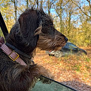 Tite Loopette a rejoint le concours — aidez-le/la à gagner de superbes lots ! adventure, autumn, bokeh, car, collar, dog, forest, fur, harness, leaves, looking_out, outdoor, parked_car, pet, profile, side_view, snout, whiskers, window, woods