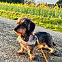 dog, dachshund, pet, leash, harness, pavement, field, flowers, countryside, spring, golden_hour, portrait, fur, small_dog, outdoor, walking, nature, road, closeup, shadow