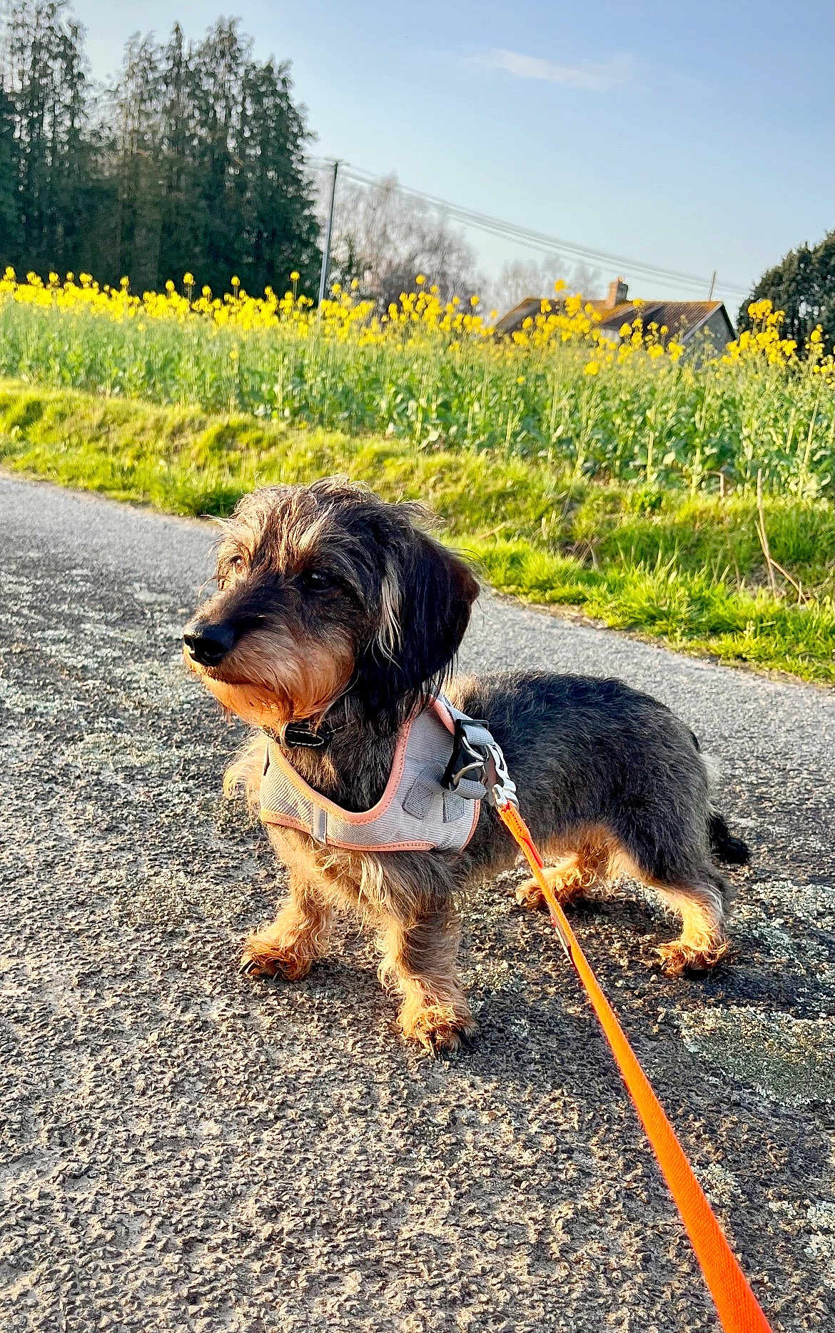 Tite Loopette a rejoint le concours — aidez-le/la à gagner de superbes lots ! dog, dachshund, pet, leash, harness, pavement, field, flowers, countryside, spring, golden_hour, portrait, fur, small_dog, outdoor, walking, nature, road, closeup, shadow