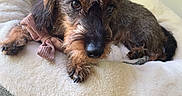 Tite Loopette a rejoint le concours — aidez-le/la à gagner de superbes lots ! close_up, cute, dachshund, dog, dog_bed, eyes, fabric_bow, fur, hardwood_floor, home, indoor, looking_at_camera, nose, paws, pet, plush_bed, resting, sleepy, whiskers, wire_haired_dog
