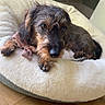 close_up, cute, dachshund, dog, dog_bed, eyes, fabric_bow, fur, hardwood_floor, home, indoor, looking_at_camera, nose, paws, pet, plush_bed, resting, sleepy, whiskers, wire_haired_dog