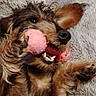 Tite Loopette participe au concours pour gagner de l'argent avec cette photo : blanket, chew_toy, close_up, cozy, dachshund, dog, fur, indoor, lying_down, mouth, nose, paw, pet, pink_ball, playful, small_dog, snout, teeth, toy_play, whiskers