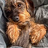 bedding, black_fur, blanket, brown_fur, close_up, cozy, dachshund, dog, fur, indoor, nose, paws, pet, portrait, sleepy, snout, snuggling, soft_texture, whiskers, wirehaired_dachshund