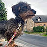 Tite Loopette a rejoint le concours — aidez-le/la à gagner de superbes lots ! collar, cottage, countryside, dachshund, dog, fur, greenery, house, leash, paws, pet, portrait, profile, road, sky, stone_wall, tag, walking, whiskers, wire_haired