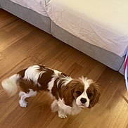 Rosie The Cutie joined the competition — help win amazing prizes! animal, brown_and_white, canine, cavalier_king_charles_spaniel, companion, couch, curious, cute, dog, domestic, fluffy_tail, furniture, house, indoor, living_room, looking_up, pet, puppy, small_dog, wooden_floor