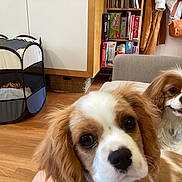 King Alfie is registered to the contest to win money with this photo: big_eyes, bookshelf, brown_and_white, close_up, coats, couch, curious, dog, floppy_ears, handbag, hardwood_floor, indoor, living_room, nose, pet_playpen, portrait, puppy, toys, two_dogs, wicker_basket