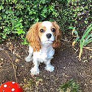 King Alfie joined the competition — help win amazing prizes! adorable, animal, brown_and_white, cavalier_king_charles_spaniel, cute, decoration, dog, fluffy, garden, greenery, ivy, looking_up, nature, outdoor, pet, plants, polka_dot, puppy, small_dog, soil