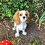 King Alfie joined the competition — help win amazing prizes! adorable, animal, brown_and_white, cavalier_king_charles_spaniel, cute, decoration, dog, fluffy, garden, greenery, ivy, looking_up, nature, outdoor, pet, plants, polka_dot, puppy, small_dog, soil