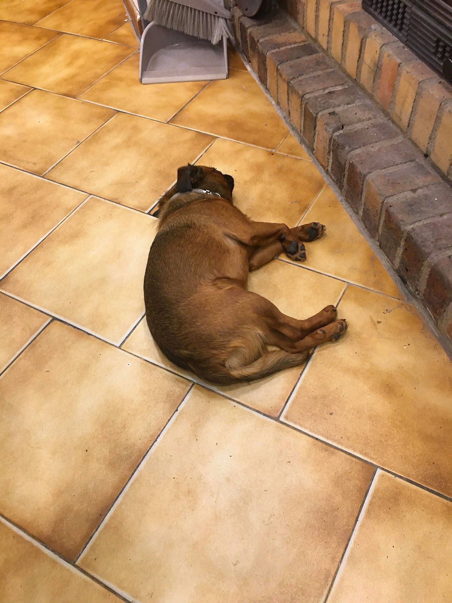 Obama a rejoint le concours — aidez-le/la à gagner de superbes lots ! canidae, carnivore, cat, dog, dog_breed, fawn, floor, flooring, tail, tile