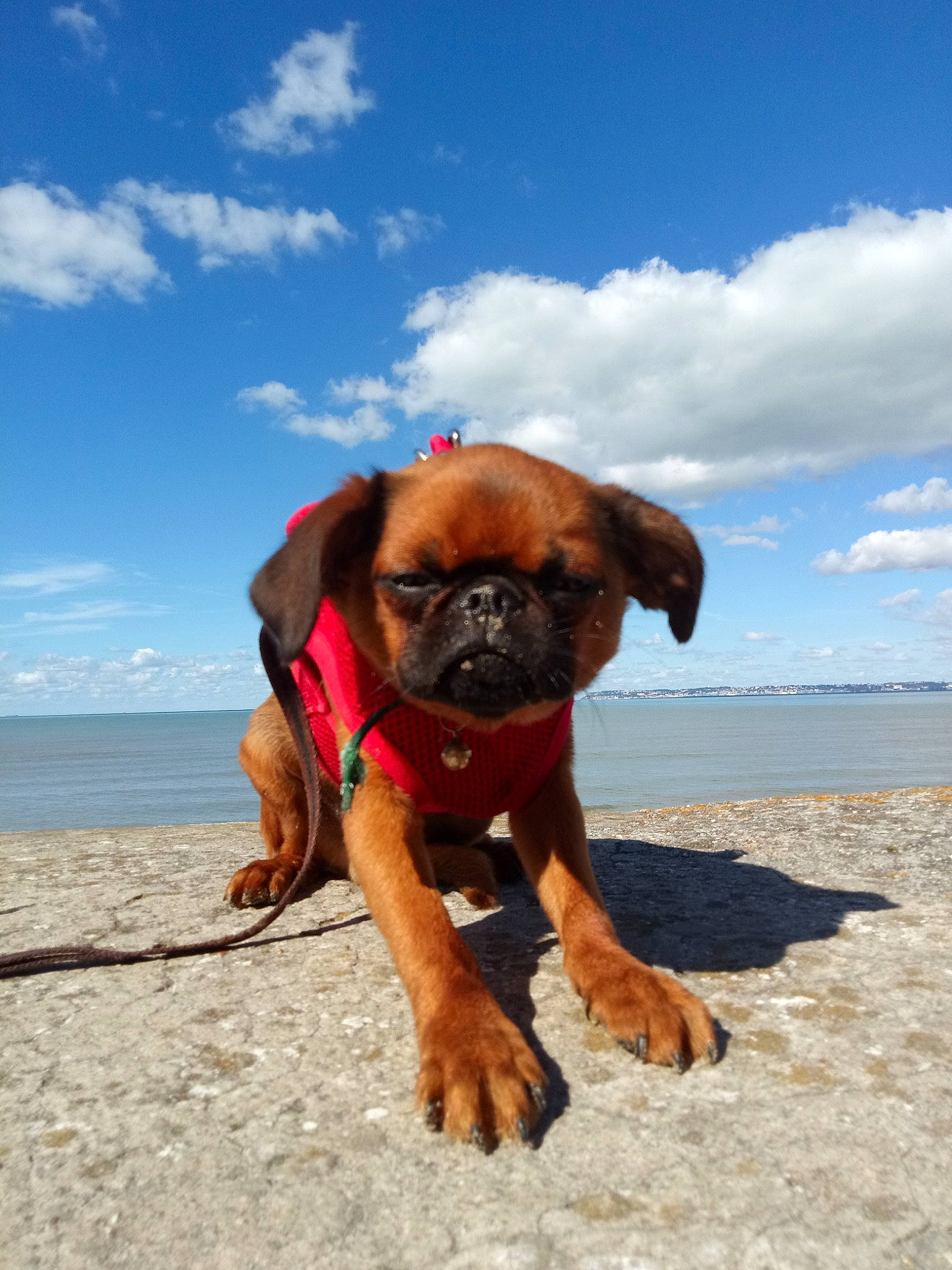 Obama a rejoint le concours — aidez-le/la à gagner de superbes lots ! beach, boxer, bullmastiff, canidae, carnivore, companion_dog, dog, dog_breed, fawn, griffon_bruxellois, mammal, rock, sea, sky, snout, sporting_group, vacation