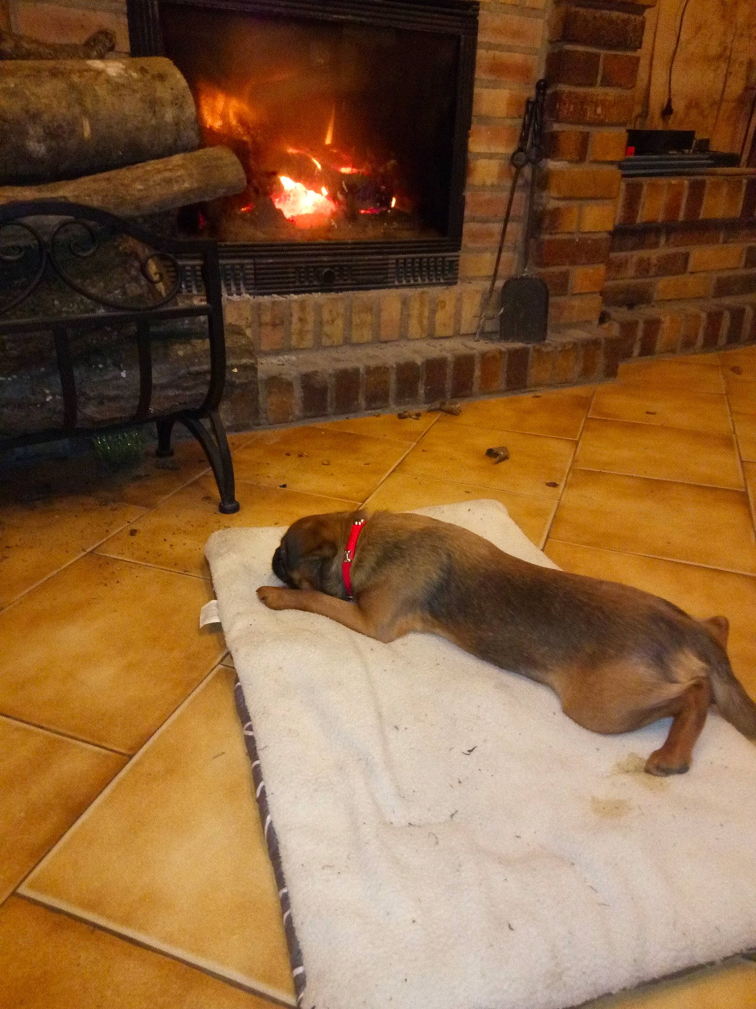 Obama a rejoint le concours — aidez-le/la à gagner de superbes lots ! american_pit_bull_terrier, canidae, carnivore, dog, dog_breed, fawn, fireplace, floor, flooring, sporting_group, tile