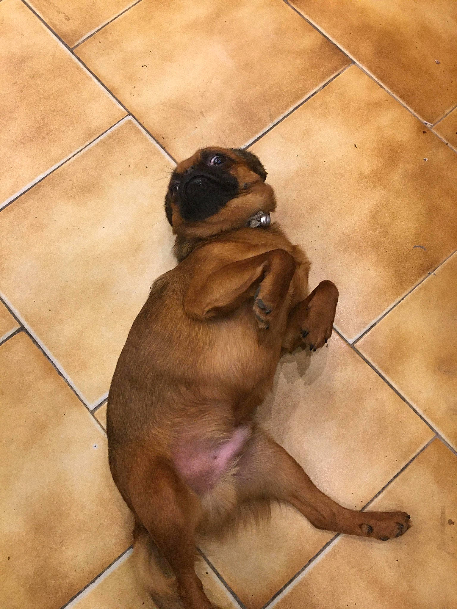 Obama a rejoint le concours — aidez-le/la à gagner de superbes lots ! canidae, carnivore, dog, dog_breed, fawn, floor, flooring, pug, puppy, snout, sporting_group, tile