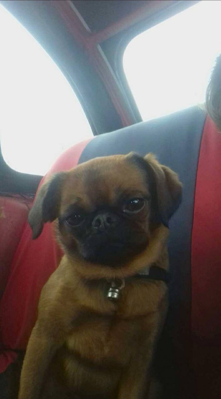 Obama participe au concours pour gagner de l'argent avec cette photo : boxer, canidae, carnivore, companion_dog, dog, dog_breed, fawn, mammal, pug, puggle, puppy, snout, toy_dog, vertebrate